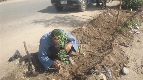 زراعة الأشجار بالمنيا