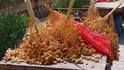 دفع 4 آلاف جنيه للتصالح.. ضبط شخص سرق 5 سباطات بلح من حديقة وحدة محلية بقنا