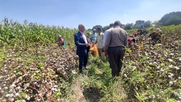 بدء حصاد محصول القطن