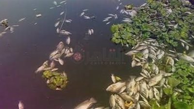 نفوق أسماك في ترعة بالغربية والمحافظ يشكل لجنة لأخذ عينة من المياه