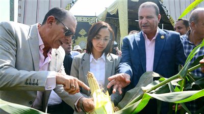 محافظ البحيرة تفتتح موسم حصاد محصول الذرة بقرية دنشال