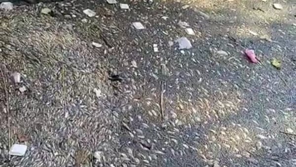 نفوق أسماك في ترعة