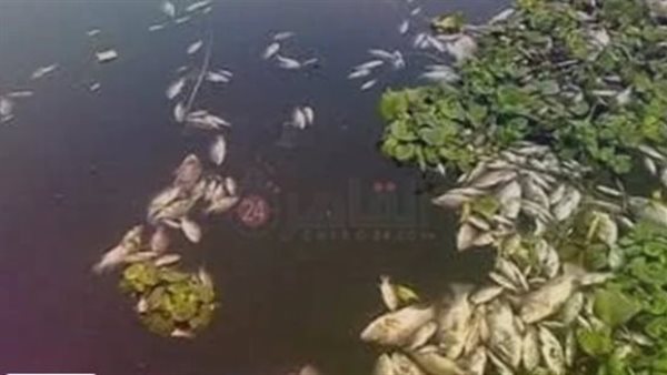 حيوانات مهددة بالانقراض