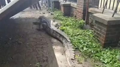 التماسيح تغزو الهند بعد فيضان النهر