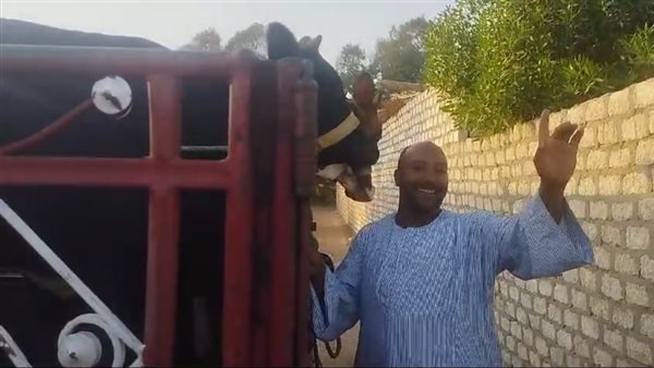 عودة ماشية مزارع