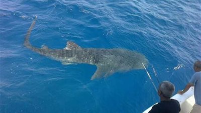 مدير علوم بحار الغردقة لـ”القاهرة 24″ عن ظهور الحوت الأزرق: مسالم ومصدره خليج عدن