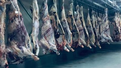 قطاع الأعمال: ذبح 45 رأس ماشية في الساعة بمجزر توشكى الآلي 