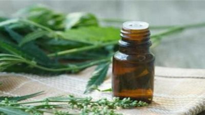 هل زيت الحشيش مفيد لشعر السيدات؟.. هاني الناظر يجيب