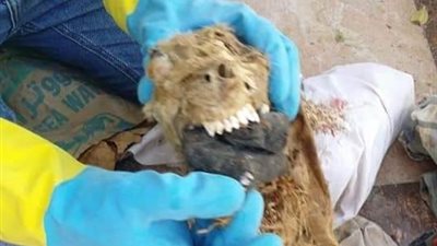 عين الكلب للانتقام وكبده لعلاج الصرع.. القائمون على تنظيف مقابر سوهاج: نتلقى تهديدات من الدجالين