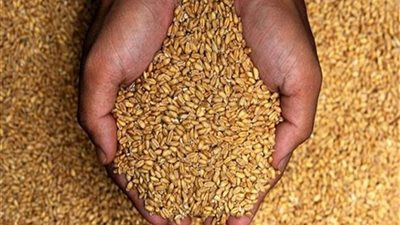 السلع التموينية تطرح مناقصة لشراء كمية غير محددة من القمح