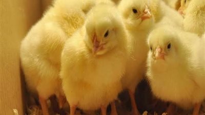 بورصة الدواجن الرئيسية.. تعرف على أسعار الكتاكيت البيضاء اليوم في مصر