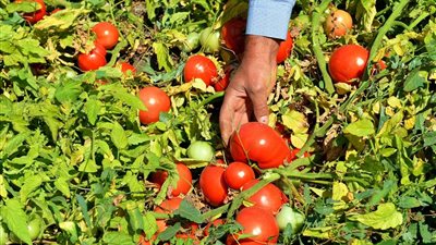 “الزراعة”: الطماطم المتوفرة بالأسواق آمنة تماما وغير مسرطنة