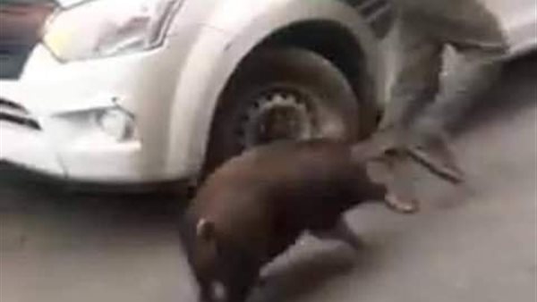 هروب خنزير من أحد