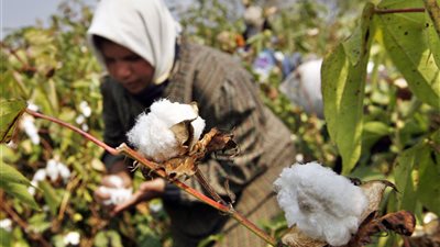 إجراء أول مزاد لشراء القطن من مزارعي الوجه القبلي الأسبوع المقبل