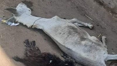 نفوق حيوانات صعقا بالكهرباء بسبب مياه الأمطار في قنا (صور)