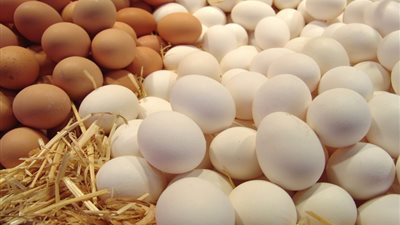 لتطوير مشروع 30 مليون بيضة.. محافظ القليوبية يجتمع مع رئيس البنك الزراعي