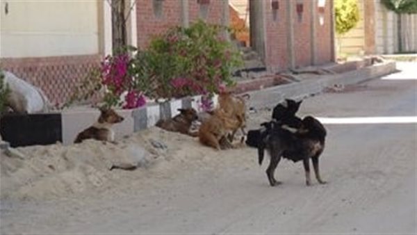 كلام ضالة - أرشيفية