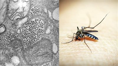 حظر تجوال وتحذير للسكان في ولاية أمريكية بسبب فيروس قاتل