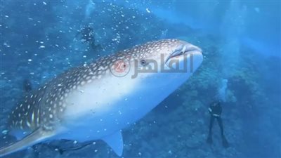 صديق للإنسان.. القرش الحوتي بهلول يظهر أمام سواحل مرسى علم | بث مباشر