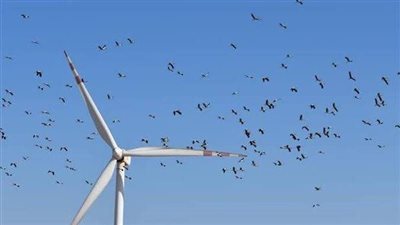 انطلاق موسم مرور الطيور المهاجرة في مسار رحلتها من أوروبا لإفريقيا بالبحر الأحمر