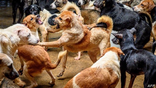 تفسير حلم عض الكلاب