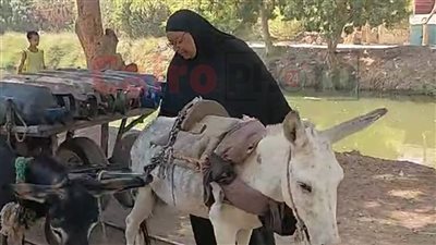 بعربة كارو وحمار.. سيدة أقصرية تبيع الأنابيب منذ 20 عاما: بشتغل عشان أكفي عيالي الأربعة ونفسي أحج