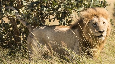 مش كله شر| تفسير حلم هجوم الأسد والهروب منه.. للمتزوجة والمطلقة والعزباء