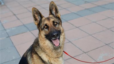 كلب يعقر 30 شخصا في الحضرة بالإسكندرية.. وتدخّل عاجل من المحافظة 