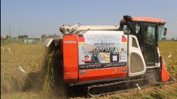 حصاد الأرز - صورة