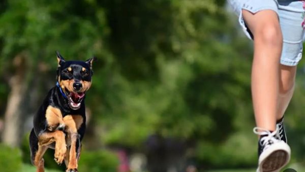  تفسير حلم عض الكلاب