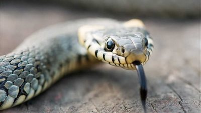 لدغة ثعبان تنهي حياة شاب داخل أرض زراعية في الغربية