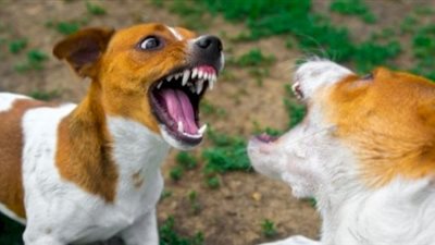 تفسير حلم ضرب الكلب في المنام.. مواجهة الصعوبات وتحقيق الانتصار