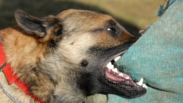 كلب يعقر شخصين 