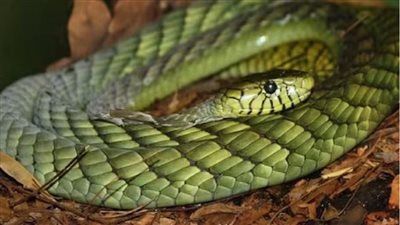 وفاة شاب إثر إصابته بلدغة ثعبان في قرية دلجا بالمنيا