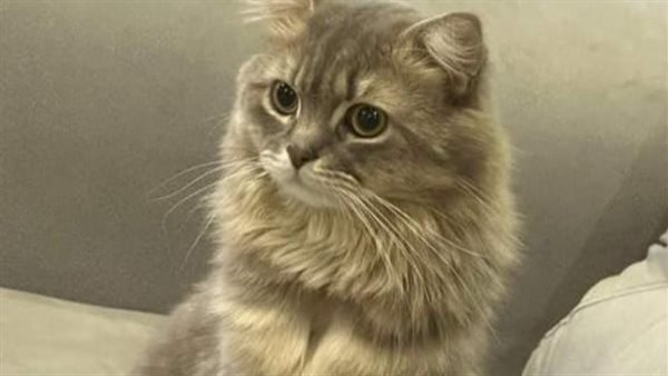 القط المتغيب في قنا