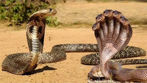 تفسير حلم ثعبان لا