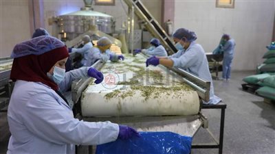 يصدر لأوروبا واليابان.. مصنع تجفيف البصل بالمنيا ينتج 8 آلاف طن سنويًا بجودة عالية| صور