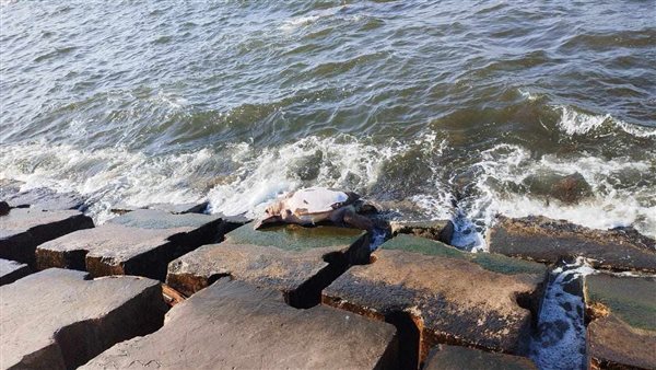 السلحفاة النافقة