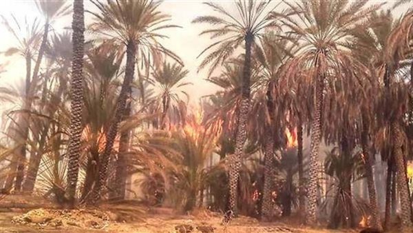 حريق بمزارع نخيل