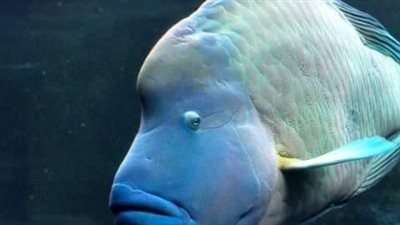 تغير جنسها من أنثى إلى ذكر│ ظهور سمكة نابليون بمرسى علم.. وهذا سر تسميتها باسم الجنرال الفرنسي│صور