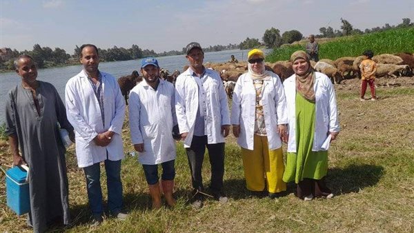  تحصين الأغنام ضد