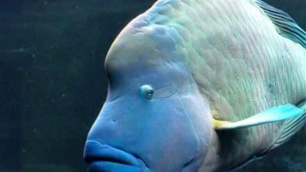 سمكة نابليون بمرسى