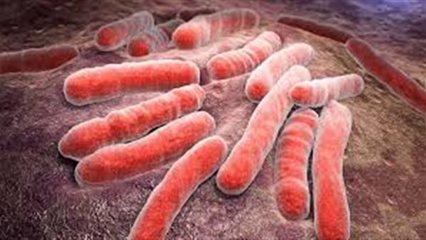 البكتيريا الإشريكية