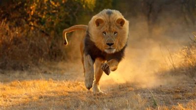 تفسير حلم الأسد يهاجمني وعلاقته بالأعداء.. قد يدل على الموت 