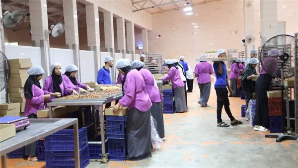 استلام محصول البلح