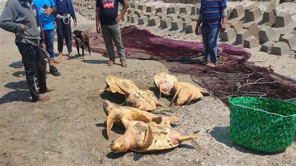 الصورة المتداولة