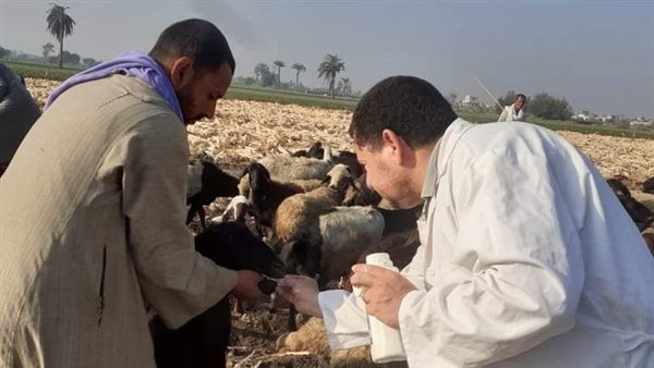 بيطري المنيا 