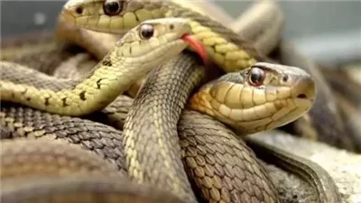 تفسير حلم ثعبان يهاجمني.. عدو للمسلمين وأزمات للرائي وقتله انتصار