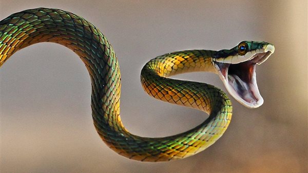 ثعبان - أرشيفية 