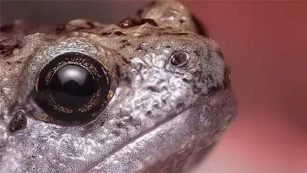 ضفدع بوفو ألفاريوس